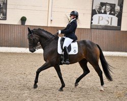 dressage horse Dante Divertimento (Oldenburg, 2015, from Dante Weltino Old)