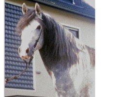 stallion Narus ox (Arabian thoroughbred, 1978, from Nazir ox)