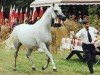 broodmare Emanacja ox (Arabian thoroughbred, 1986, from Eukaliptus ox)