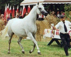 broodmare Emanacja ox (Arabian thoroughbred, 1986, from Eukaliptus ox)