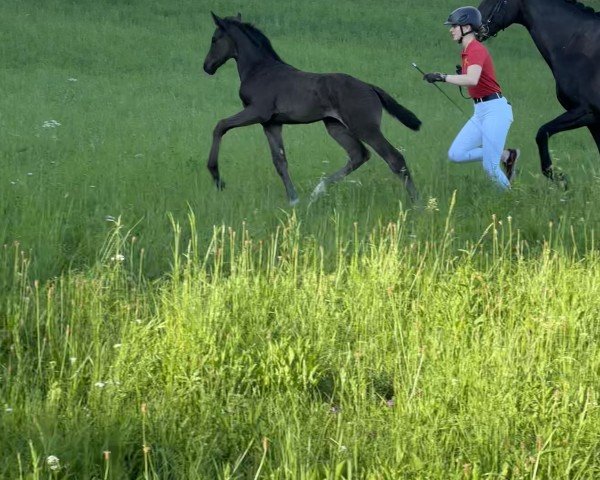 foal by Jamaica FH (Austrian Warmblood, 2024, from San Amour I)