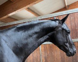 stallion Fajr (Austrian Warmblood, 2019, from Florenz 71)