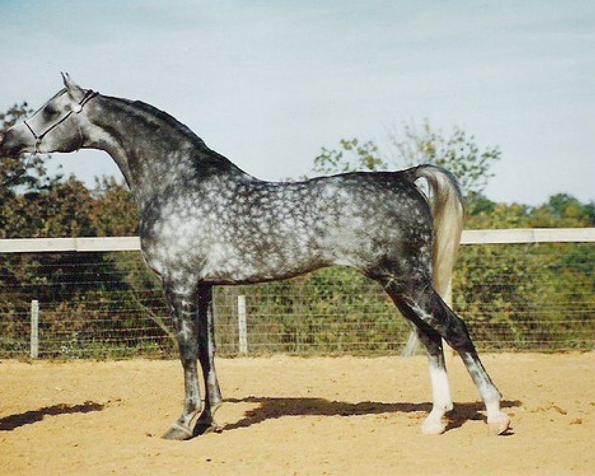 Deckhengst Focus Khemali ox (Vollblutaraber, 1981, von Ruminaja Ali 1976 ox)
