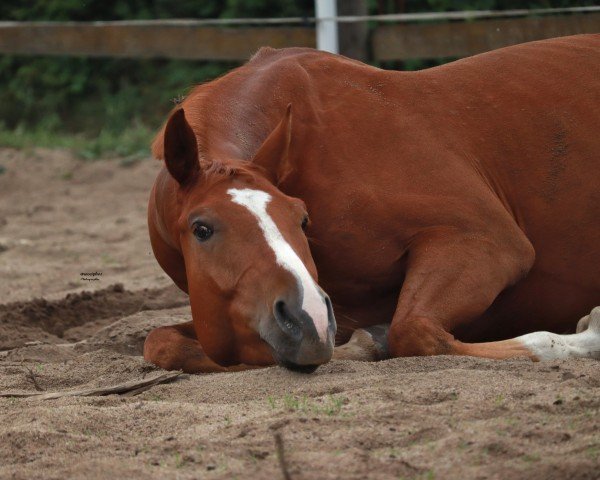 Springpferd Mister Foxley (Deutsches Sportpferd,  )