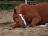 Springpferd Mister Foxley (Deutsches Sportpferd,  )