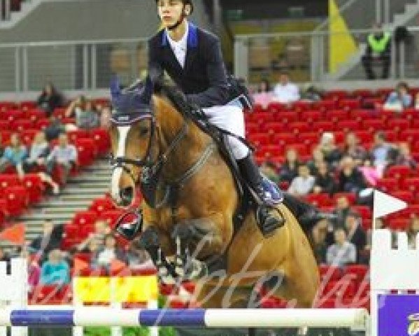 jumper Turbo Breaker (Belgian Warmblood, 2005, from Heartbreaker)