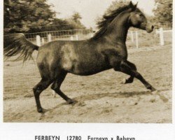 stallion Ferbeyn ox (Arabian thoroughbred, 1957, from Ferneyn ox)