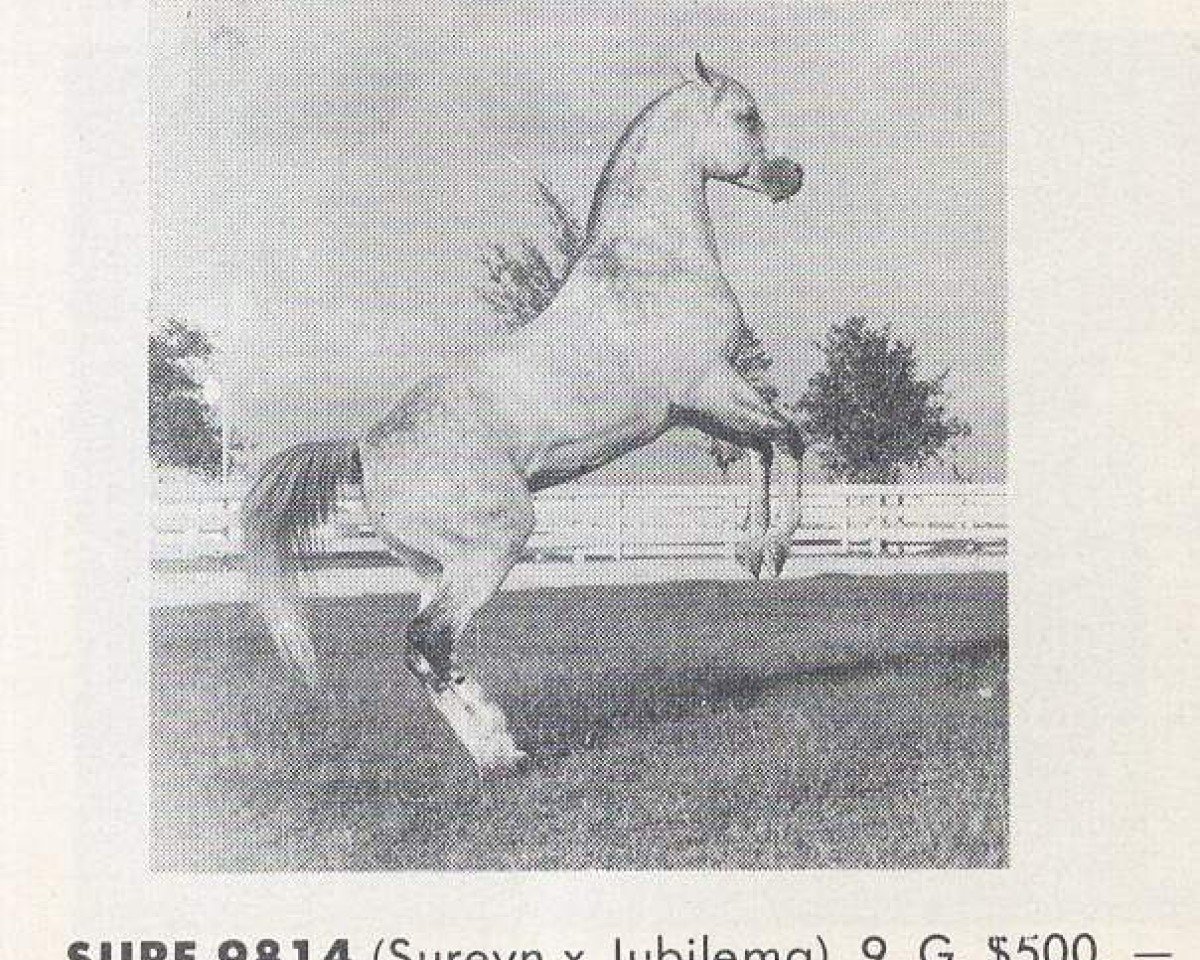 Deckhengst Surf ox (Vollblutaraber, 1955, von Sureyn ox)