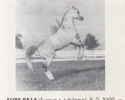 stallion Surf ox (Arabian thoroughbred, 1955, from Sureyn ox)