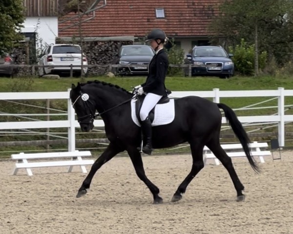 dressage horse Kalle Cool Ag (New Forest Pony, 2009, from Kantje's Ronaldo)