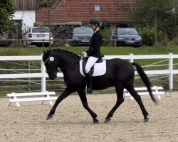 Dressurpferd Kalle Cool Ag (New-Forest-Pony, 2009, von Kantje's Ronaldo)