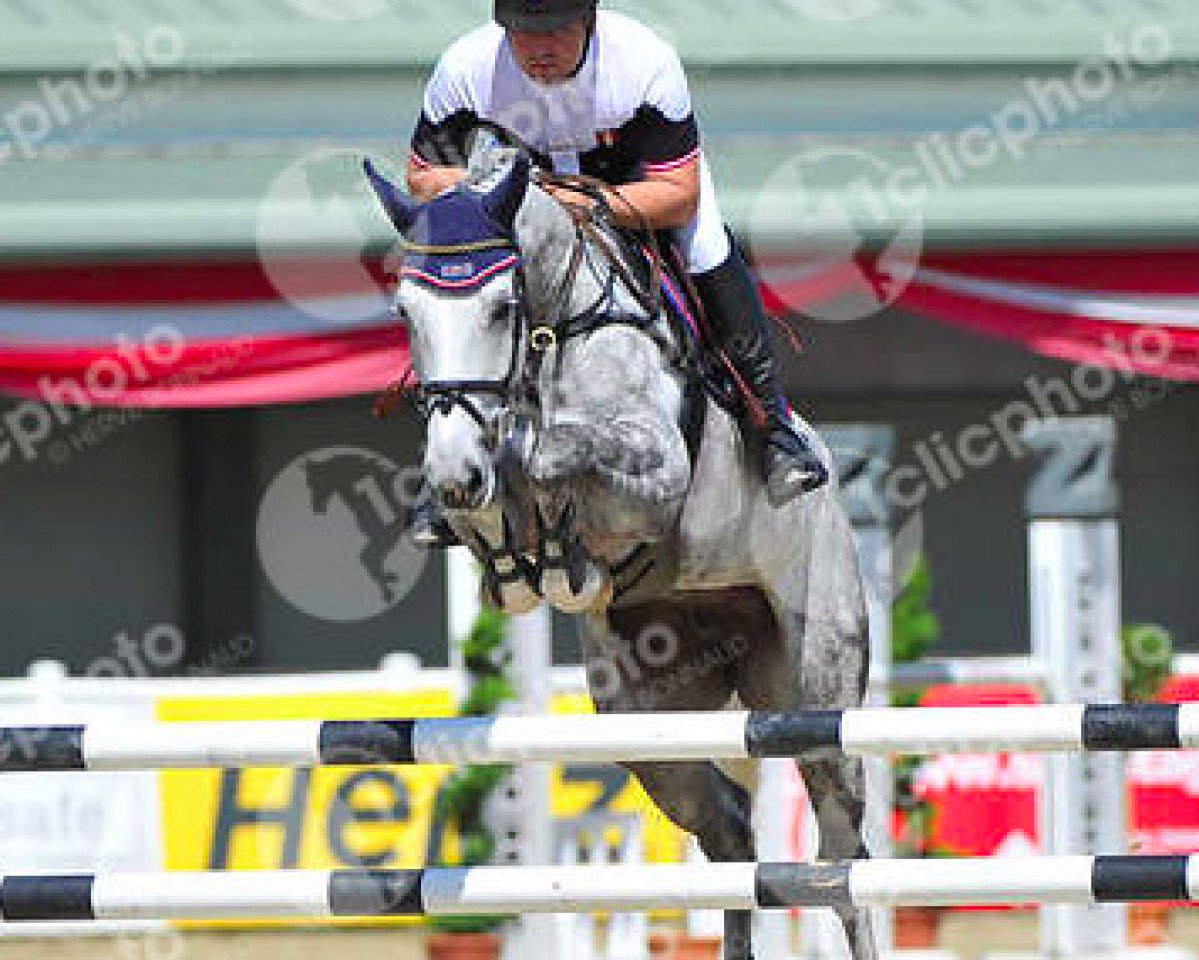 jumper Zaferah (Oldenburg show jumper, 2007, from Clinton H)