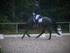 dressage horse Dude 7 (Oldenburg, 2012, from Diamo Gold)