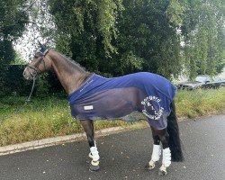 dressage horse Raymond 16 (Bavarian, 2009, from Relius)