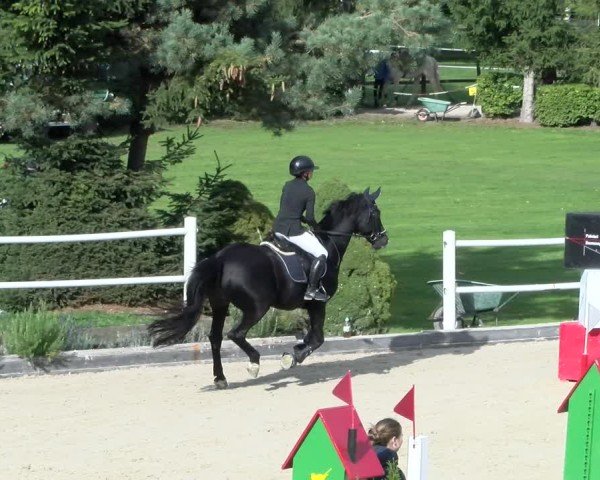Reitturnier Dielsdorf 2024
