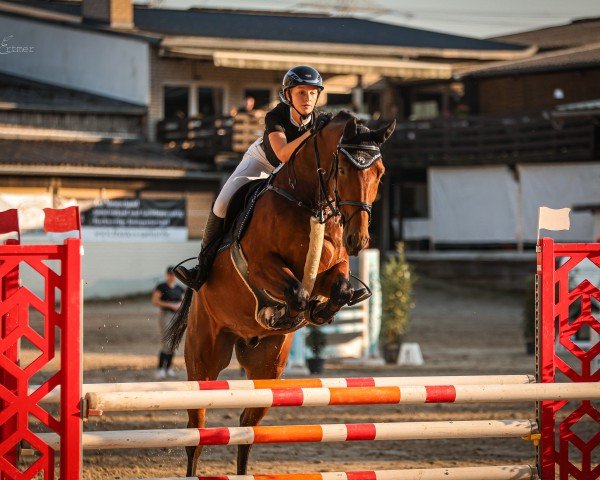 jumper Charles du Borget (German Sport Horse, 2017, from Cullinan du Borget B)