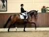 dressage horse Fearless 20 (Oldenburg, 2020, from Franz Joseph Junior)