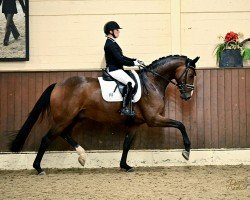 dressage horse Fearless 20 (Oldenburg, 2020, from Franz Joseph Junior)