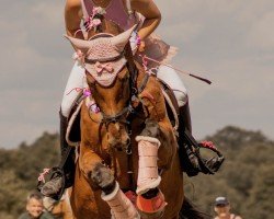 broodmare Destiny`s Child GE (German Sport Horse, 2009, from Quintender 2)