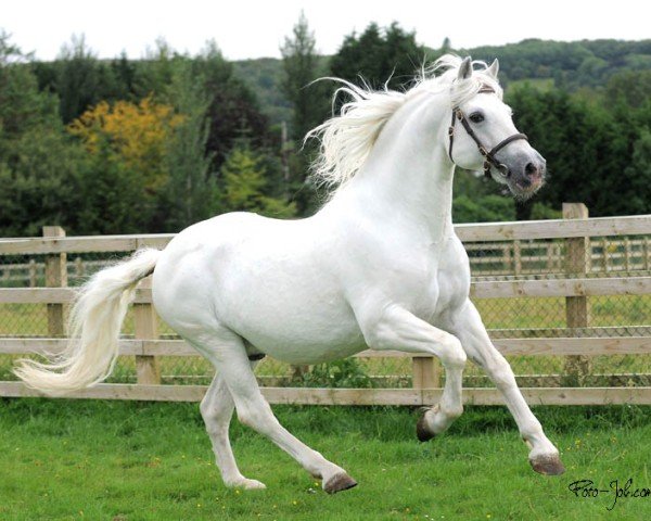 stallion Glencarrig Prince (Connemara Pony, 1997, from Cloonisle Cashel)