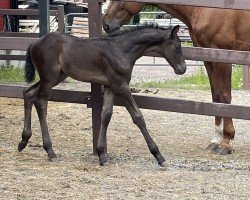 foal by Geistertanz (Oldenburg, 2024, from Gangster He'las 236 FIN)