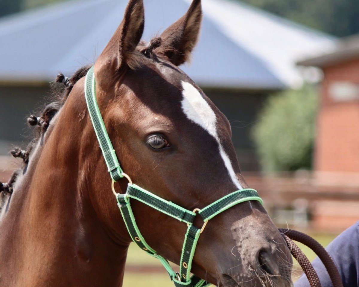 dressage horse Avantgarde (German Riding Pony, 2024, from A kind of Magic 5)