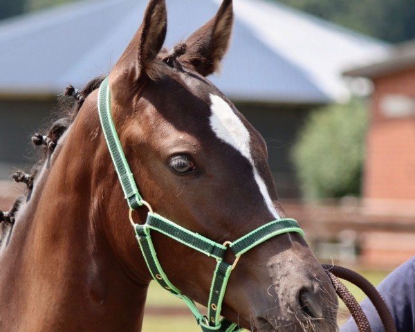 foal by Avantgarde (German Riding Pony, 2024, from A kind of Magic 5)