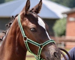 dressage horse Avantgarde (German Riding Pony, 2024, from A kind of Magic 5)