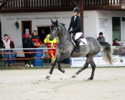 Springpferd Call Me Michl (KWPN (Niederländisches Warmblut), 2020, von Cohinoor VDL)