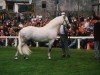 Deckhengst Cloonisle Cashel (Connemara-Pony, 1991, von Abbeyleix Owen)