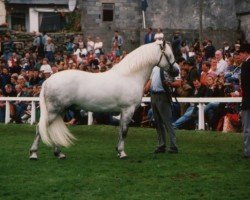 Deckhengst Cloonisle Cashel (Connemara-Pony, 1991, von Abbeyleix Owen)