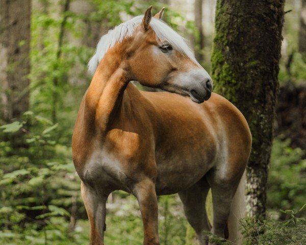 Pferd Havannah-Huanita (Haflinger, 2017, von liz.481/T Wulkan)