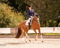 dressage horse Fürstin Ramona (Hanoverian, 2014, from Fürst Romancier)