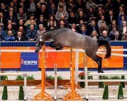 stallion Levus (KWPN (Royal Dutch Sporthorse), 2016, from Etoulon VDL)