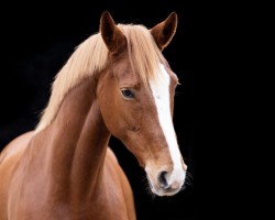 dressage horse Jareina (KWPN (Royal Dutch Sporthorse), 2014, from Charmeur)