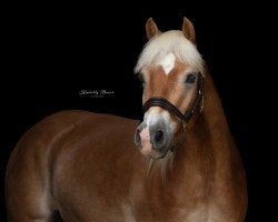 Pferd Hanna‘s Nakito (Haflinger, 2020, von Nostalgie)