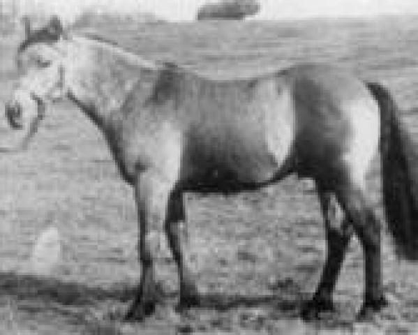 stallion Tiger Gill (Connemara Pony, 1944, from Gil)