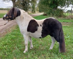 Pferd Janikos Eragon (Dt.Part-bred Shetland Pony, 2020, von Leelands Mr. Eldor)