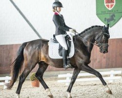 horse Gio Gold (Hanoverian, 2018, from Goldfever II)