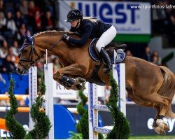 jumper Red Star Optimus (Belgian Riding Pony, 2013, from Goliath van de Groenweg)