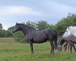 Zuchtstute Dunlewey Rachael (Connemara-Pony, 1994, von Monaghanstown Fred)