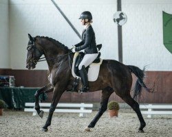 dressage horse Siggy Stardust (Hanoverian, 2016, from Scolari)