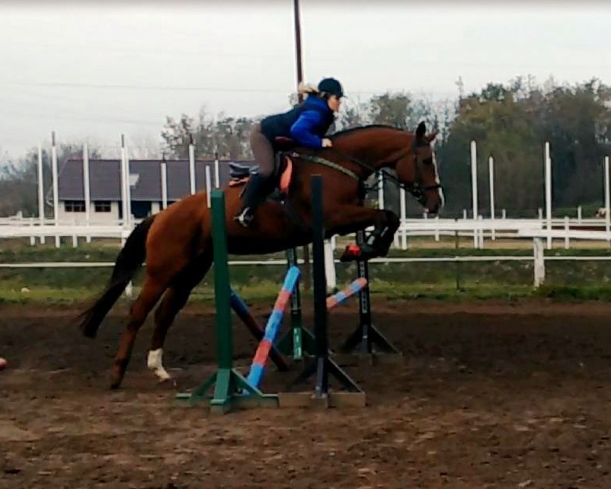 Zuchtstute Timpex Etud (Ungarisches Warmblut, 2008, von Don Frederico)