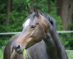 broodmare Wiczerva F (Oldenburg, 2006, from Stedinger)