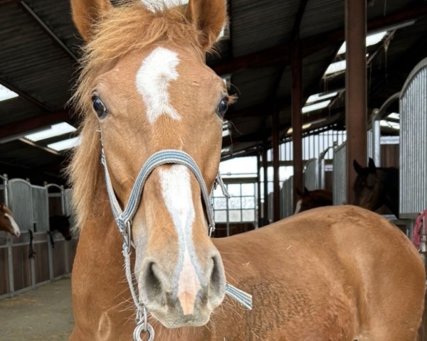 Springpferd Hope Forever (Westfale, 2023, von Hans Heinrich)