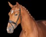 dressage horse Valderama (Westphalian, 2022, from Vitalis)