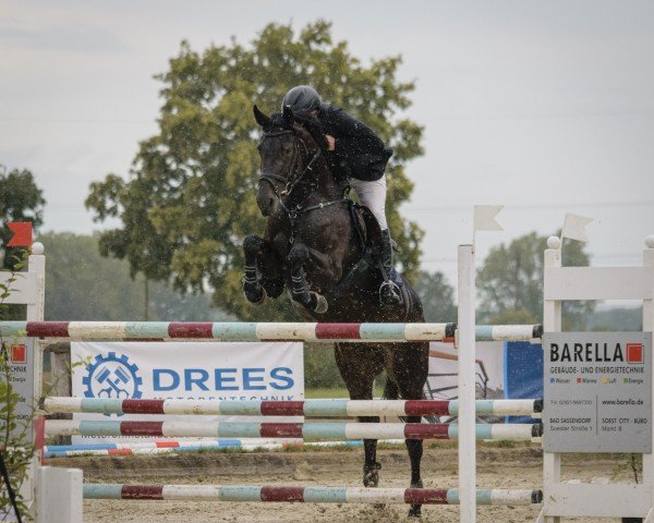 jumper Diatendro's Clara (Oldenburg show jumper, 2017, from Diatendro)