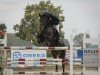 jumper Diatendro's Clara (Oldenburg show jumper, 2017, from Diatendro)