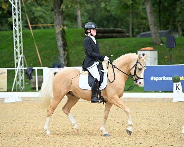 dressage horse Bergerhof's Olympico (German Riding Pony, 2018, from High Flow's Oxford)