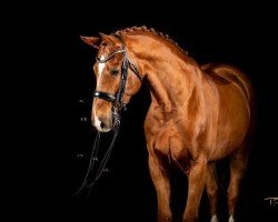 dressage horse Unorando (Hanoverian, 2009, from Uccello)